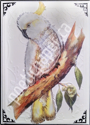 sulphur crest cockatoo greeting card