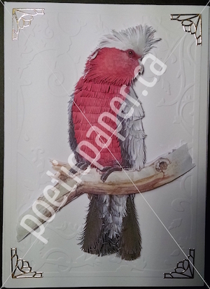 galah greeting card
