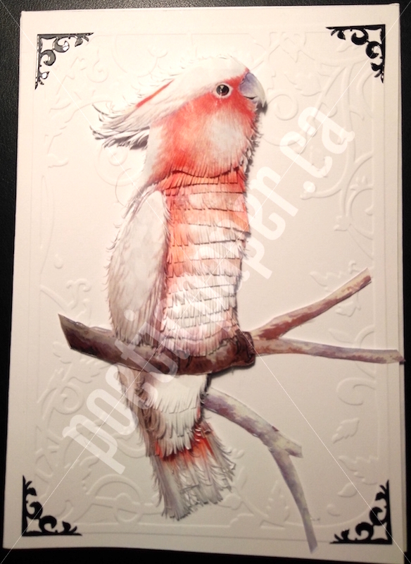 galah greeting card