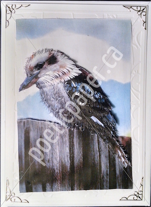 kookaburra greeting card