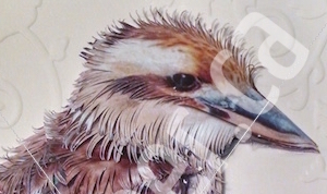 head of kookaburra greeting card