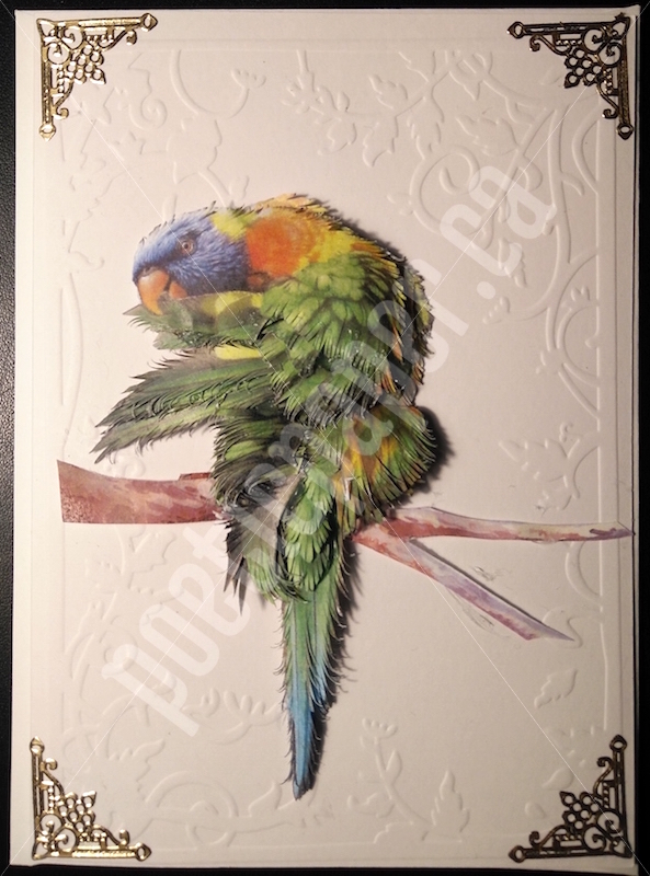 rainbow lorikeet greeting card