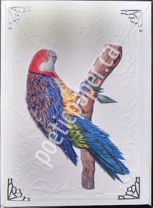 rosella greeting card
