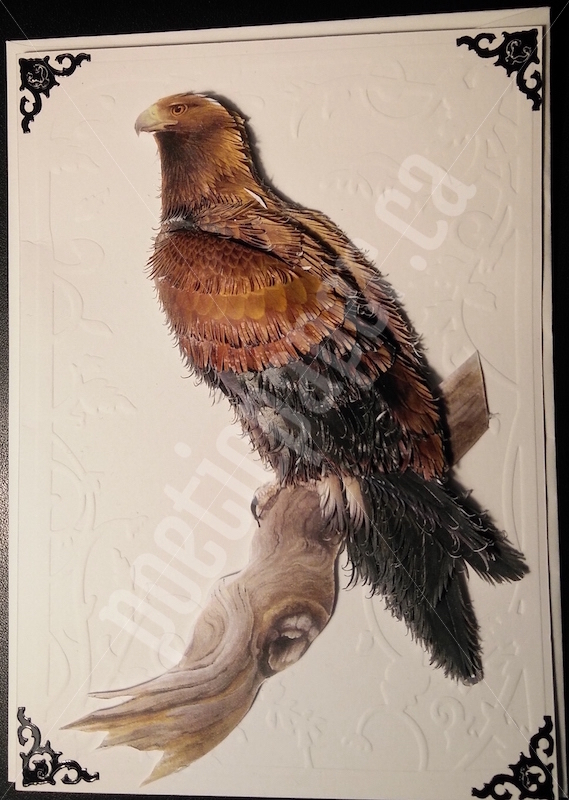 wedge-tailed eagle greeting card